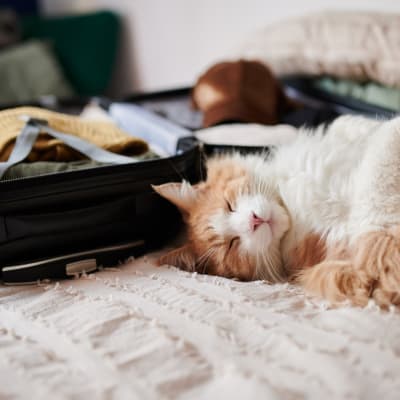 A cat sleeping one a bed at Claremont Towers in Hillsborough, New Jersey