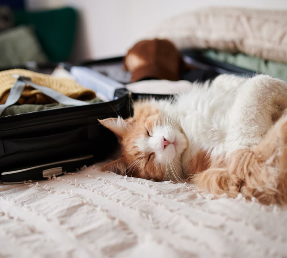 A cat resting on a bed beside a suitcase at Hunt Club in Gaithersburg, Maryland