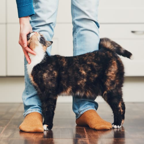 A resident petting a cat in a home at Perry Circle Apartments in Annapolis, Maryland