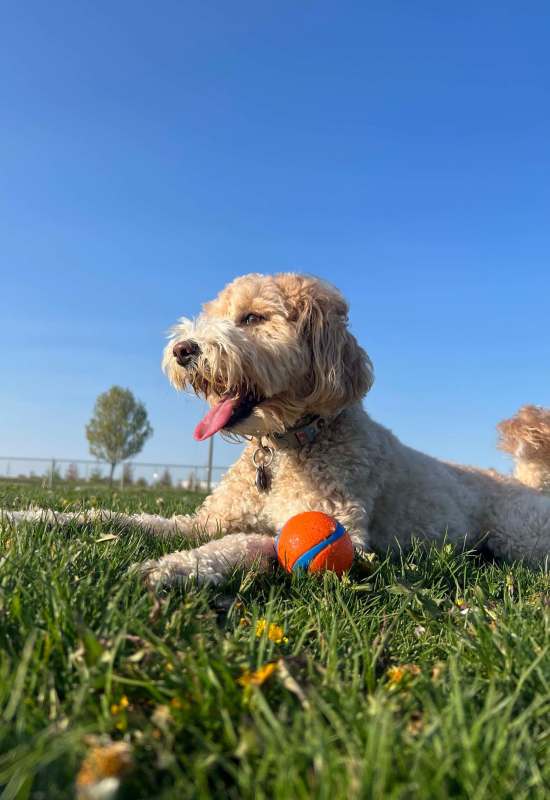 Dog in the park at The Gramercy Residences in Las Vegas, Nevada