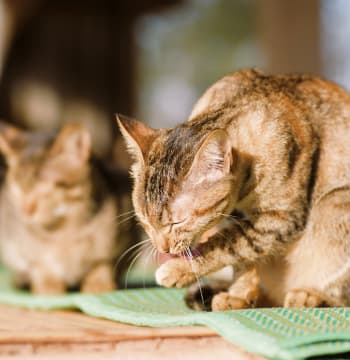 Cat grooming himself while his friend relaxes nearby Civic Feline Clinic in Walnut Creek, CA