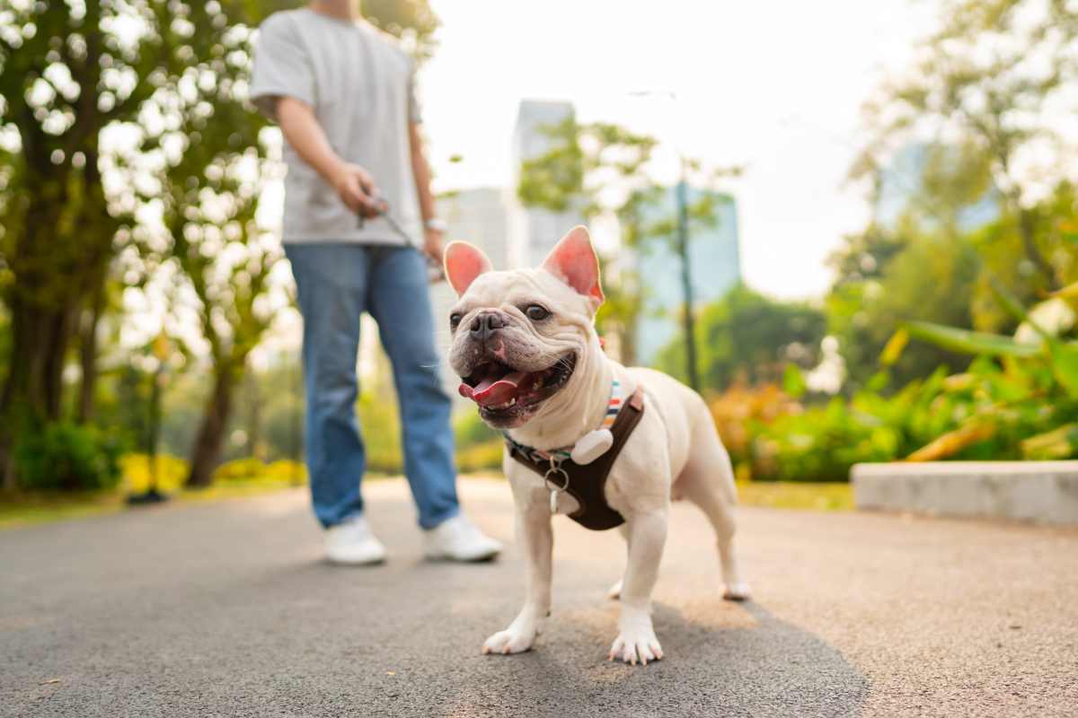 Pet-Friendly at The Julian in Pittsburgh, Pennsylvania