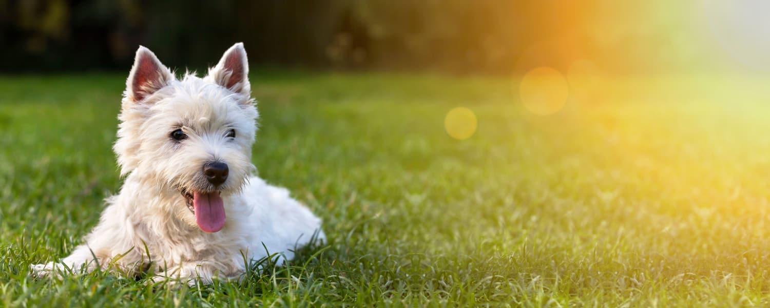 pet friendly apartments in Dallas, TX