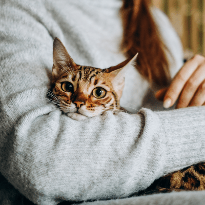 A cat in a pet-friendly home at Terrazzo in Durham, North Carolina