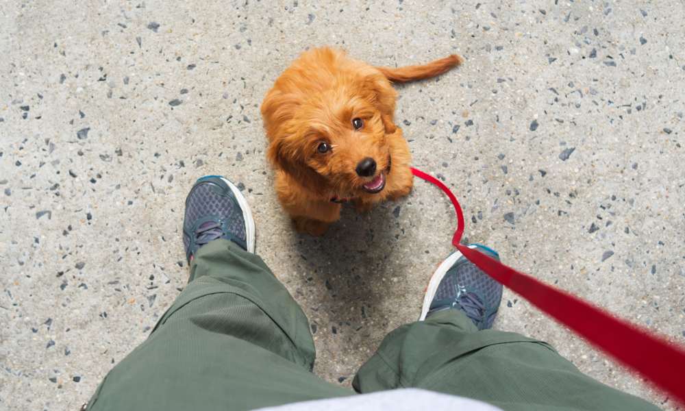 Dog on a leash at Attwell Off Main in Tigard, Oregon