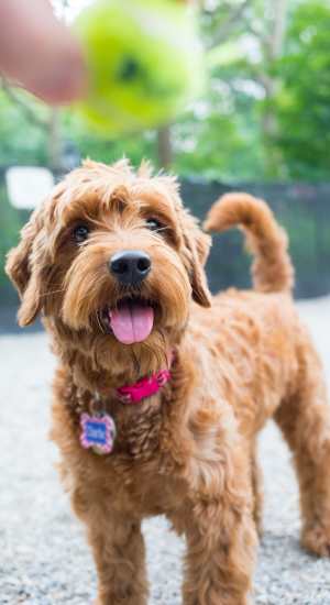 Close-up shot of a pet dog at The Abbey at Briargrove Park in Houston, Texas