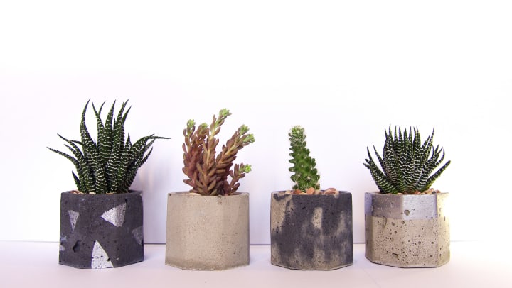 A collection of multicolored succulents in concrete pots against a white background.