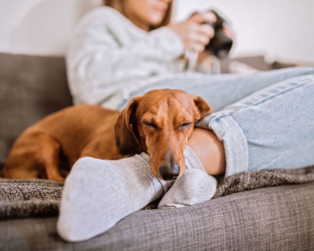 Happy dogs relaxing on the couch in their apartment home at Oaks Centropolis Apartments in Kansas City, Missouri