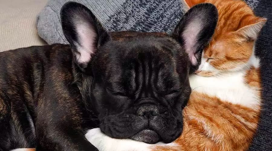 Dog and cat napping together in their new home at The Arlington in Burlingame, CA