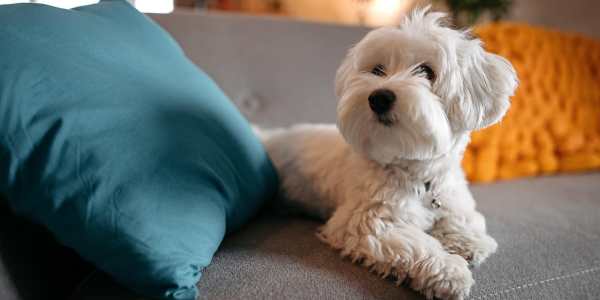 Pet friendly community at Union on Thompson in Nashville, Tennessee  