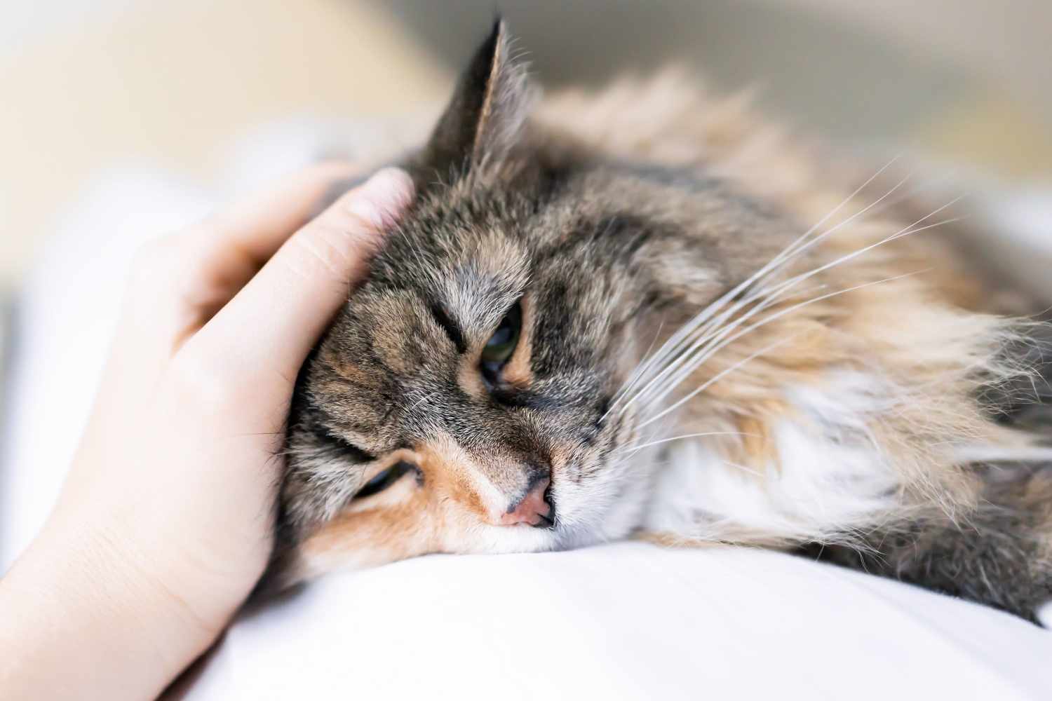 Cat being cuddled at Sereno Canyon Falls in Northlake, Texas