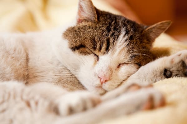 Cats are welcomed at The Heights at Spring Lake