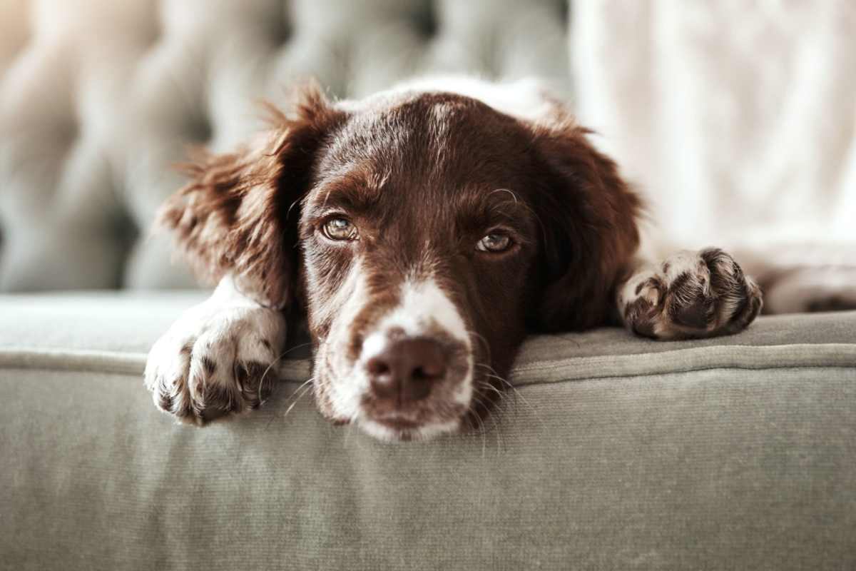 Dog laying sofa at Costa Ibiza in Houston, Texas