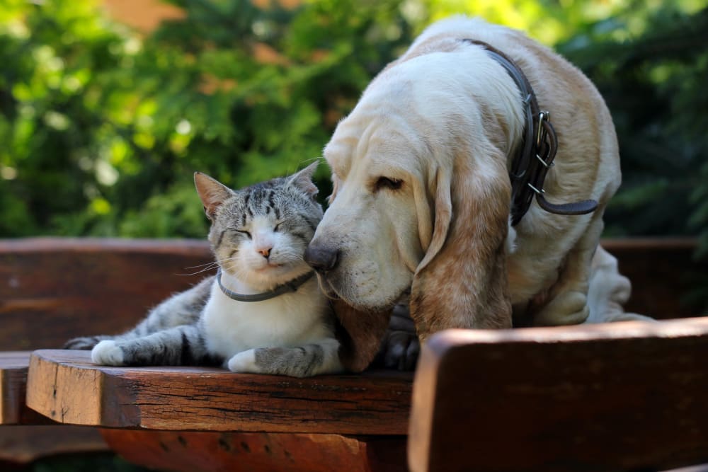 Cat and dog at Cedar Pointe in Arlington, Washington