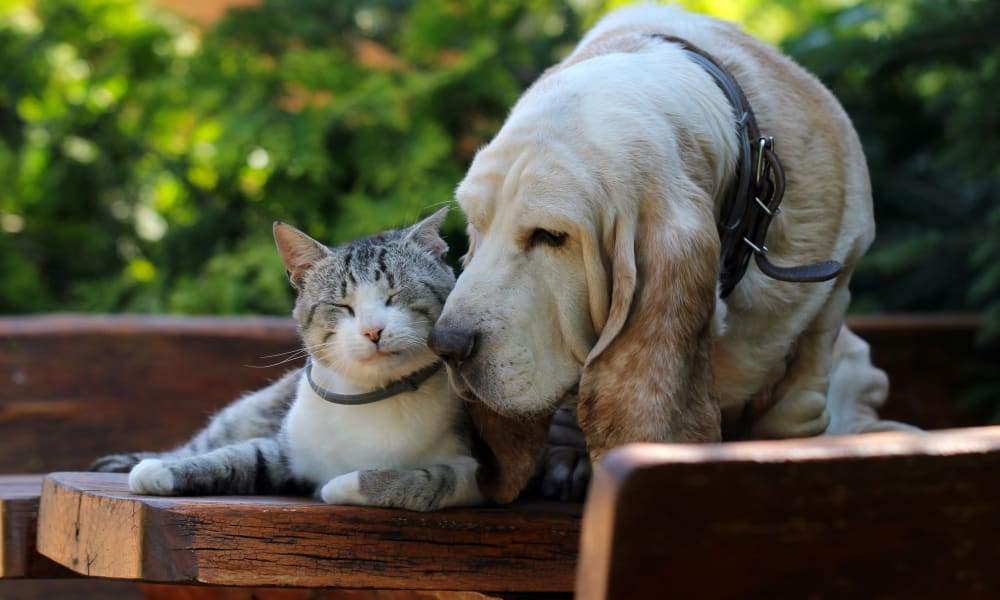A cat and dog cuddling on the back porch at Madison Crest Apartment Homes in Madison, Tennessee