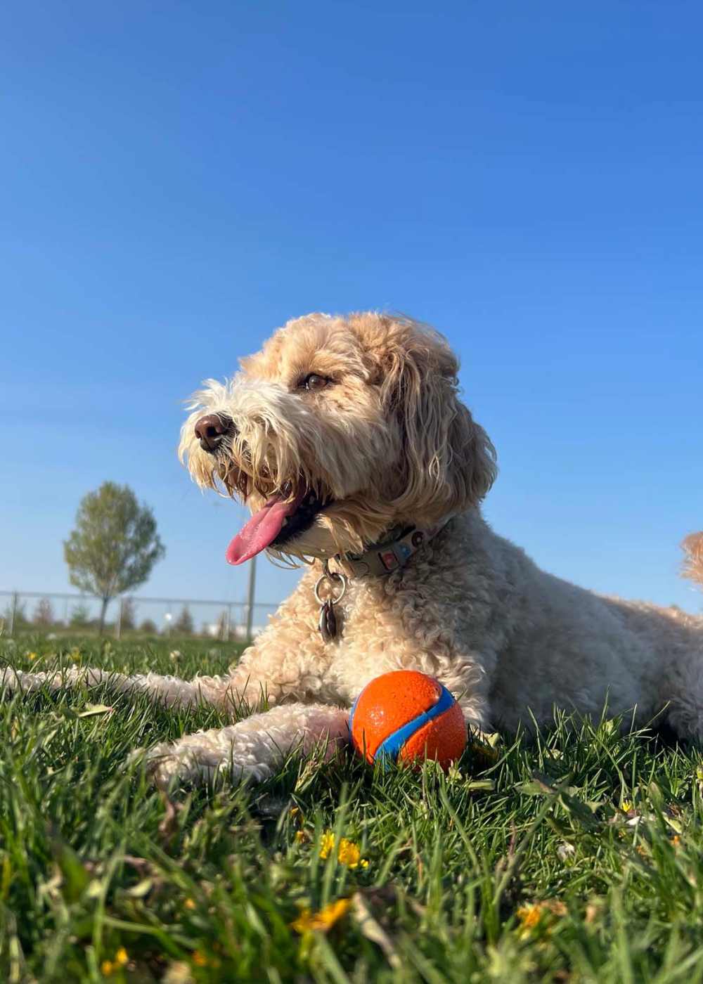 Happy dog relaxing in the grass outside Solasta in Sacramento, California   