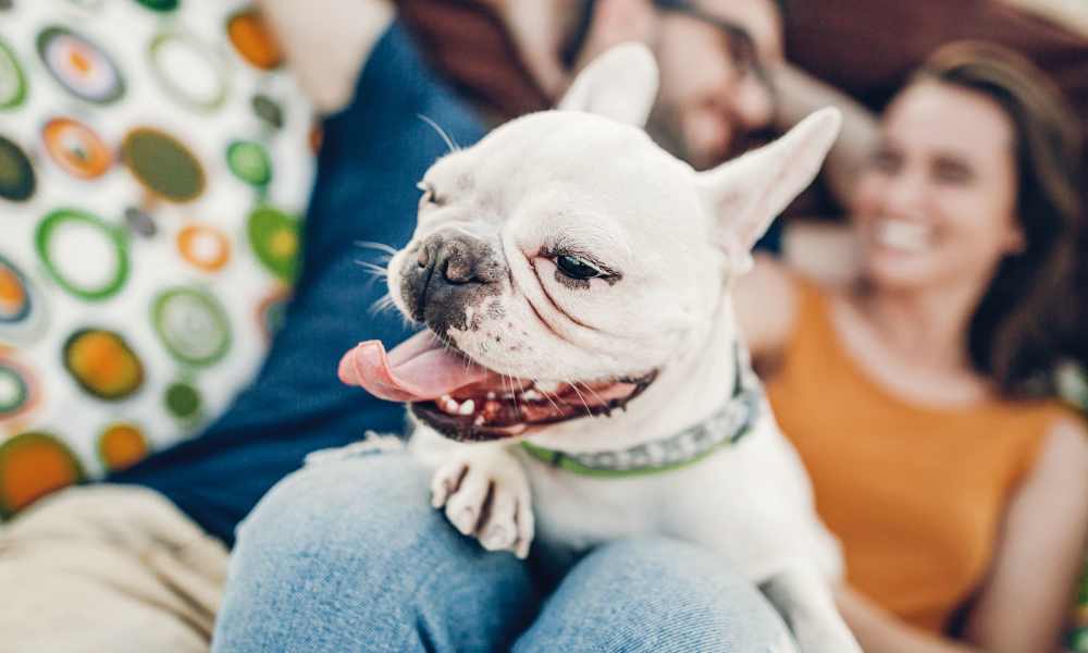 French bulldog relaxing at Retreat at RTP in Durham, North Carolina