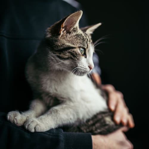 A resident holding a cat at San Onofre I in San Clemente, California