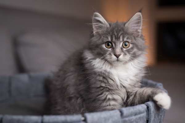 Cat of Resident having fun at  Cypress Creek Townhomes in Goodlettsville, Tennessee