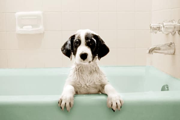 A puppy in a teal bathtub at Villas at Oakwell Farms