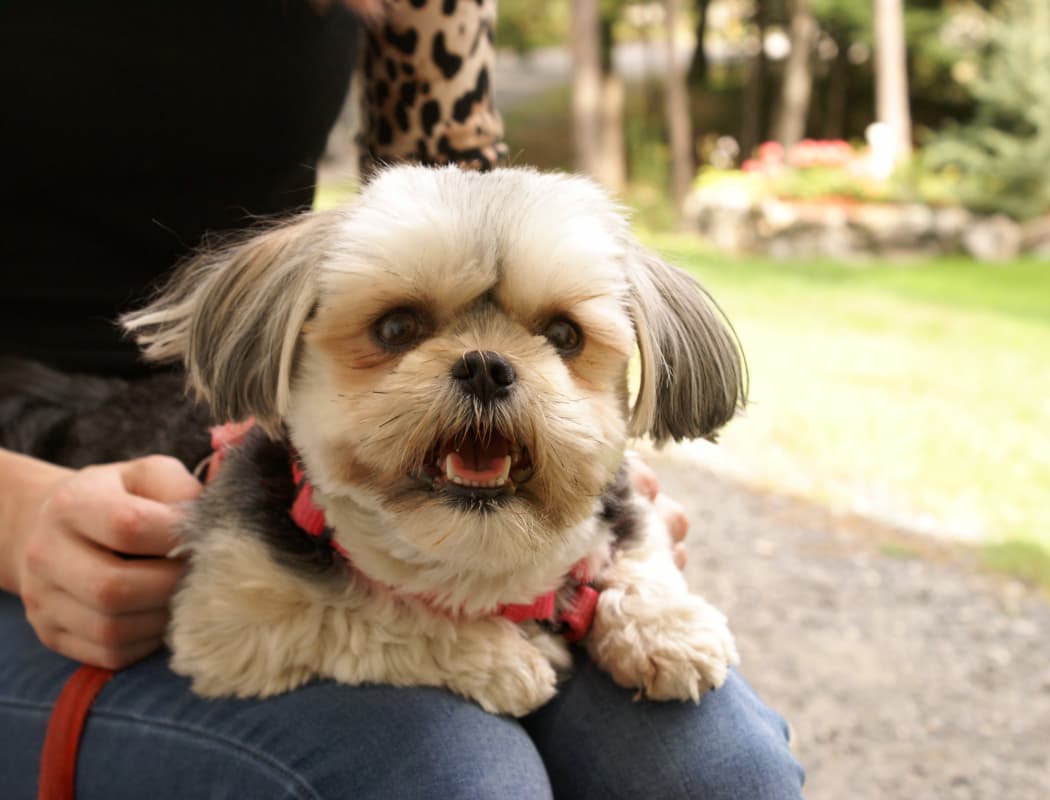 Resident pup at Oxford Station Apartments