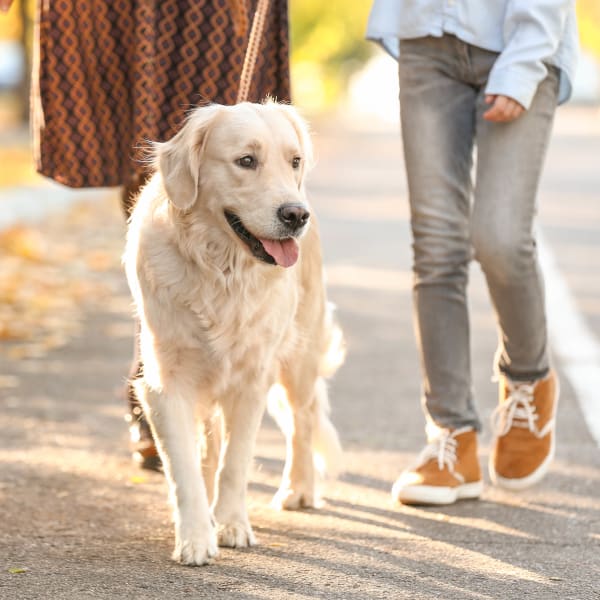Residents walking their golden retriever at The Point at Town Center in Jacksonville, Florida