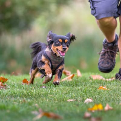 A dog and its owner running at The Village at Serra Mesa in San Diego, California