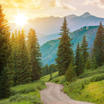 Beautiful forest at The Wright Apartments in Centennial, Colorado