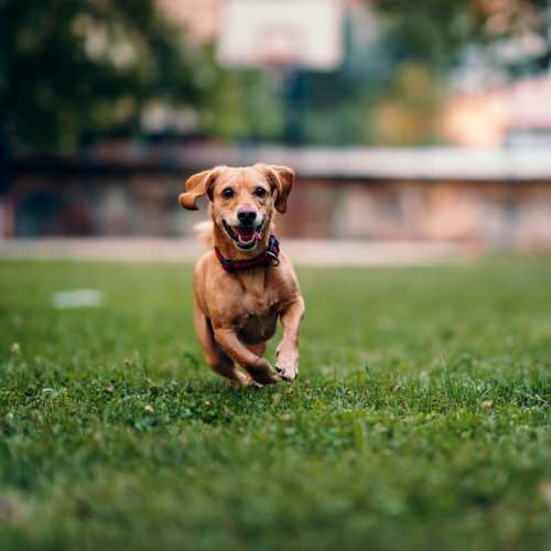 Dog in a park near The Village At Wildcreek in Sparks, Nevada