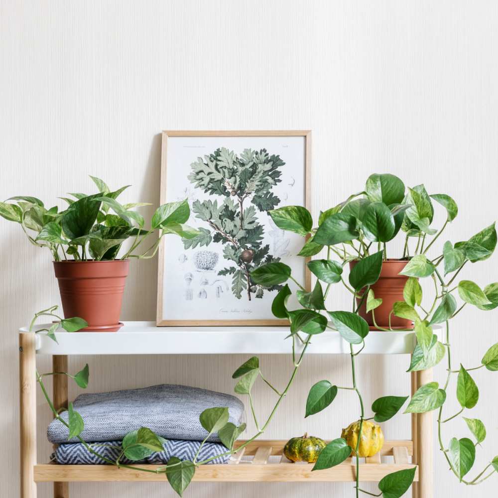 Plants in an apartment at Leo and Alpine in Grand Rapids, Michigan