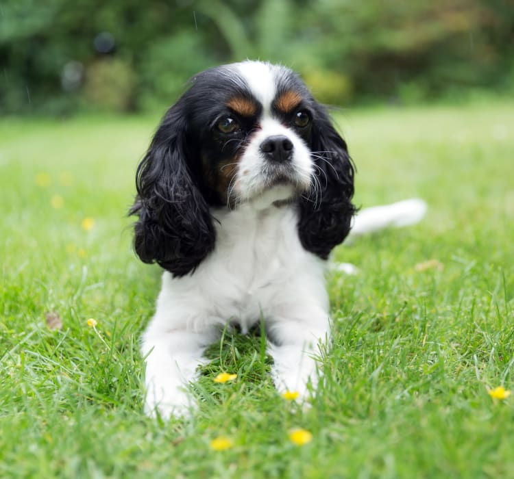 Puppy enjoying her new neighborhood at North Woods in Charlottesville, Virginia