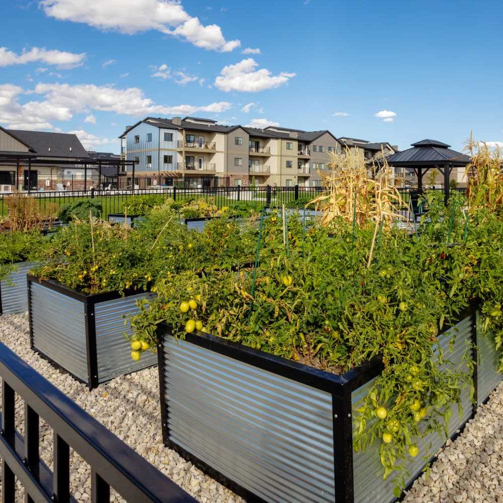 Community garden at InterUrban 2.0 in Billings, Montana
