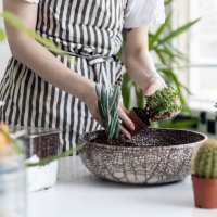 Resident planting thriving plants in her apartment at Grove Station Tower in Miami, Florida
