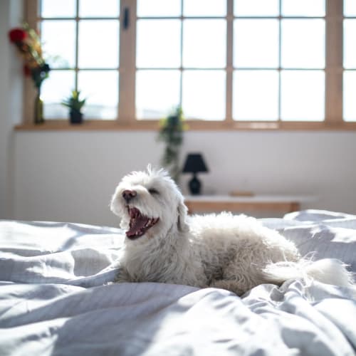 Dog yawing on the bed in a pet friendly home at Royal Gardens Apartments in Livermore, California
