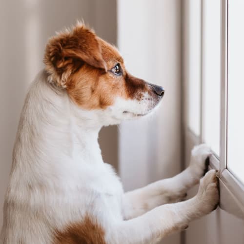 Cute puppy standing at the window wondering when his family will be home from the store at 700 Constitution in Washington, District of Columbia