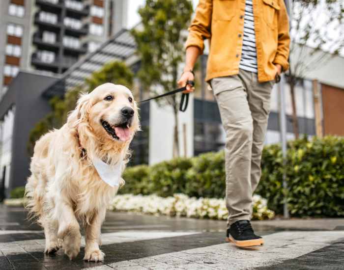 A resident walking with his dog near Shadetree Apartments in Ruskin, Florida
