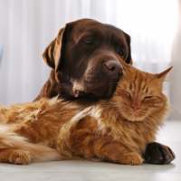 Cute dog and cat at Katy Trail Uptown in Dallas, Texas