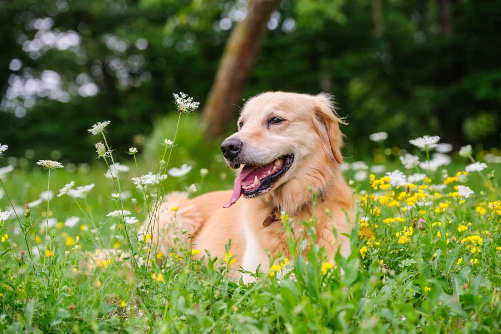 Happy dog in flowers near 301 Riverwalk Place in Buffalo Grove, Illinois