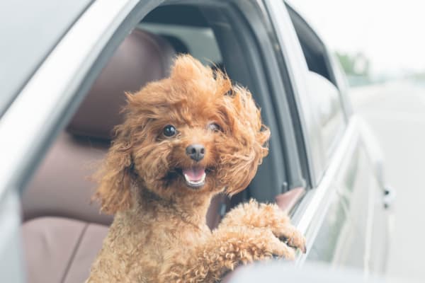 Cute puppy in the car with his head out the window in lPhoenix Arizona at Cactus Forty-2