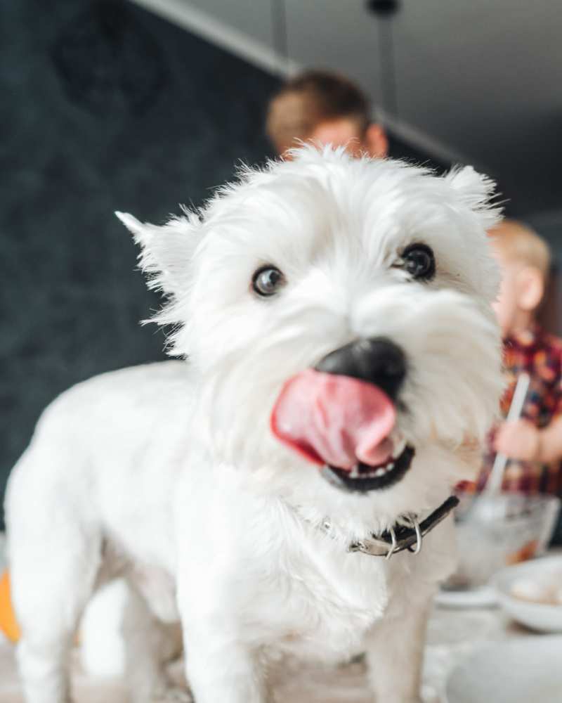 Dog posing to the camera at Vivo Living Charlotte in Charlotte, North Carolina