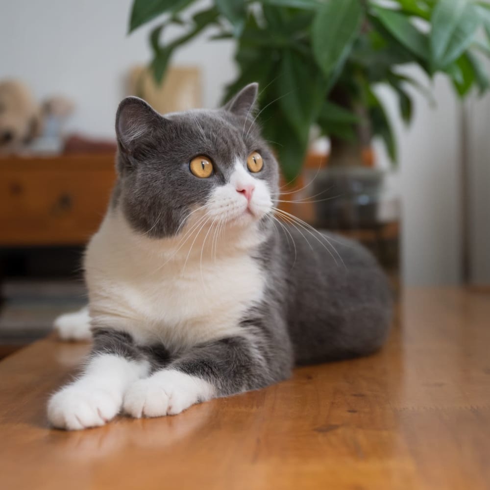 Cat relaxing at Wisdom Place in Modesto, California