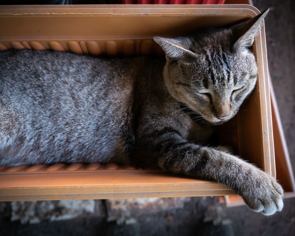 Cat laying in a basket at Prospect Ridge Apartments in Hackensack, New Jersey