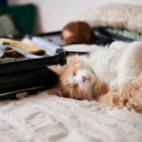 A cat laying on a bed next to a suitcase at Brighton Park in Byron, Georgia