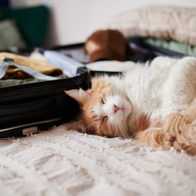 A cat sleeping on a bed next to a suitcase at Residence at Marathon in Columbus, Georgia