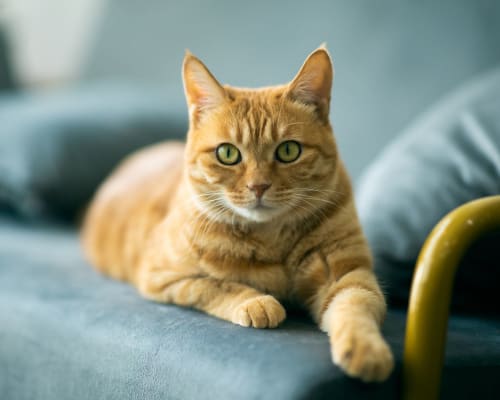 Cat on the couch at Sycamore Commons Apartments in Fremont, California