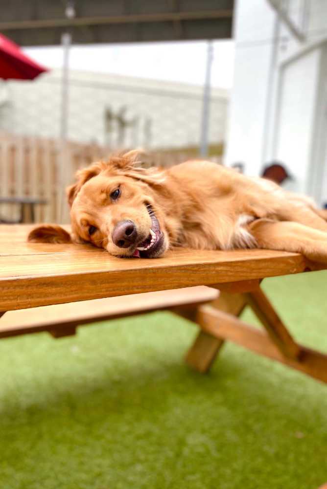 Pet-friendly community at Settlers Trail Apartments in Lindale, Texas