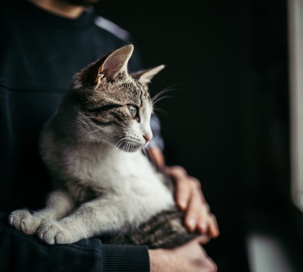 A cat on its owners lap at Mode at Hyattsville in Hyattsville, Maryland