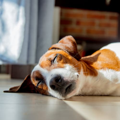 A house dog laying down at JFSC in Norfolk, Virginia