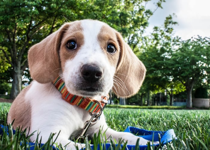 We're pet-friendly at Avondale Reserve Apartment Homes in Avondale Estates, GA