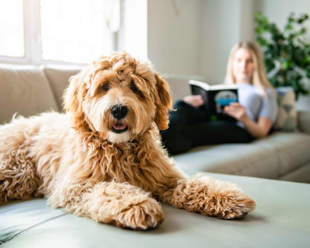 Resident and her smiling dog on their couch at Broadway Apartments in Richmond, Virginia